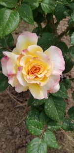 Close-up of pink rose