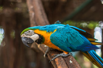 Close-up of blue parrot perching on wood