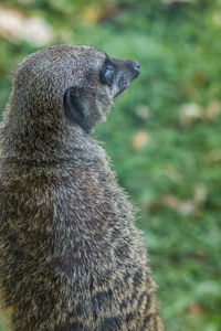 Close-up of meerkat