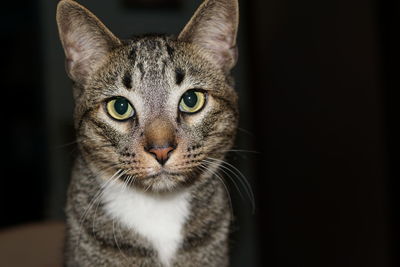 Close-up portrait of cat