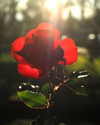 Close-up of red flower against blurred background