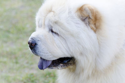 Close-up of white dog