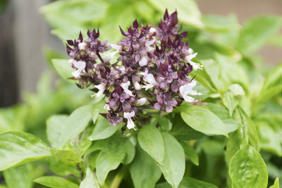 Close-up of purple flowering plant