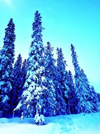 Low angle view of tree against blue sky