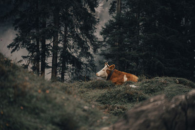 View of a horse on field