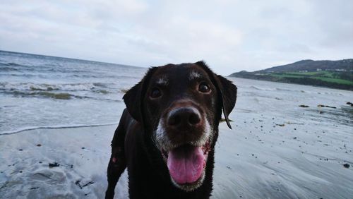 Close-up portrait of a dog on beach