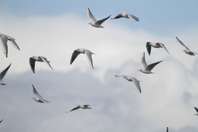 Low angle view of birds flying against sky