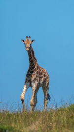 Low angle view of deer standing against clear blue sky