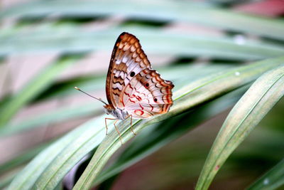 Close-up of butterfly on leaf