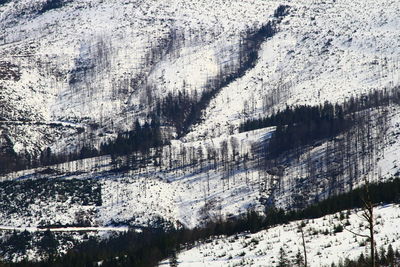 Panoramic view of pine trees during winter