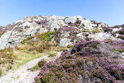 Scenic view of flowering plants against rock formation