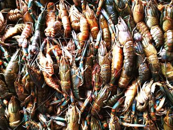 High angle view of fish for sale in market