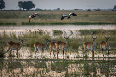 Birds flying over deer standing in marsh