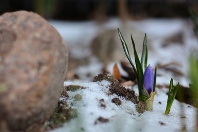 Close-up of crocus on rock