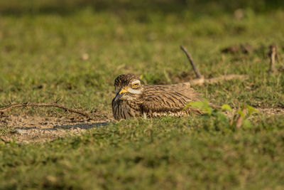 Bird perching on a field