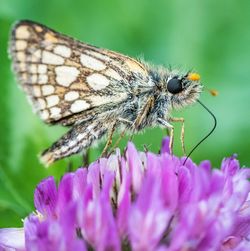 Close-up of butterfly pollinating on pink flower