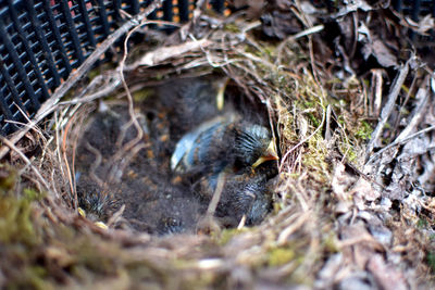 High angle view of young birds in nest