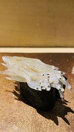 Close-up of insect on table