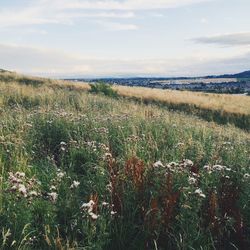 Scenic view of field against cloudy sky