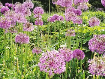 Purple flowers blooming outdoors