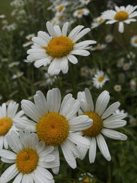 Close-up of white daisy flowers