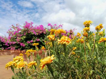 Close-up of yellow flowering plants on field