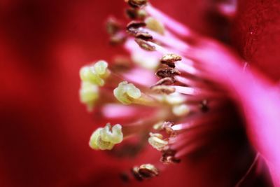 Macro shot of purple flowering plant