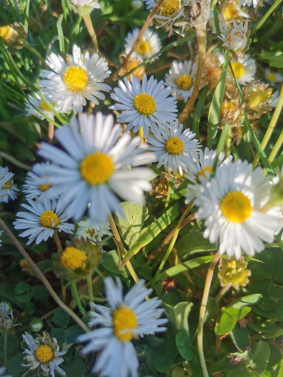 CLOSE-UP OF DAISIES