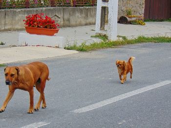 Two dogs on the road