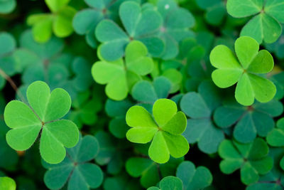 Full frame shot of green leaves