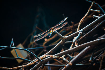 Close-up of dry twig on branch