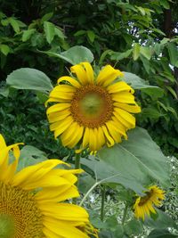 Close-up of sunflower
