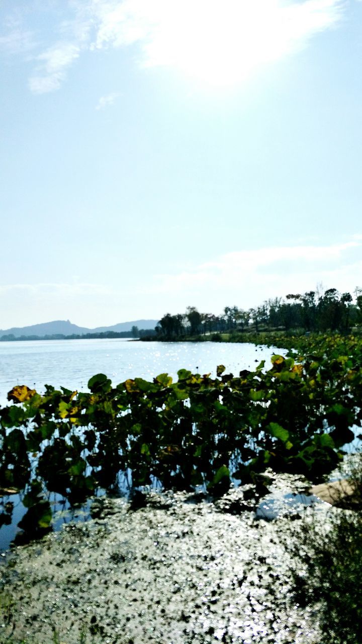 VIEW OF TREES ON BEACH AGAINST SKY