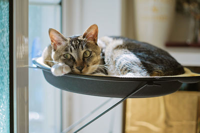 Close-up portrait of a cat