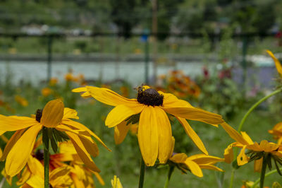 Close-up of yellow flowering plant