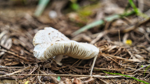 Close-up of mushroom growing on field