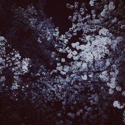 Full frame shot of tree