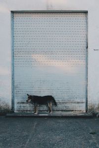 Horse in pen