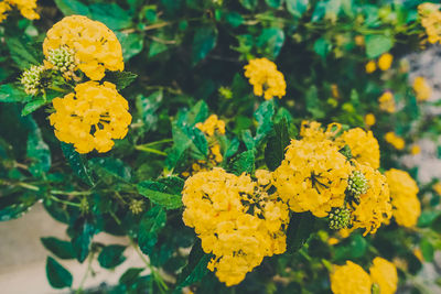 Close-up of marigold blooming outdoors