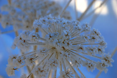 Close-up of snow on plant during winter