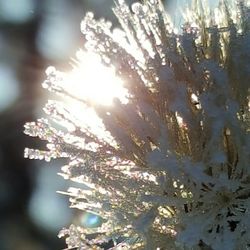 Close-up of sun shining through tree