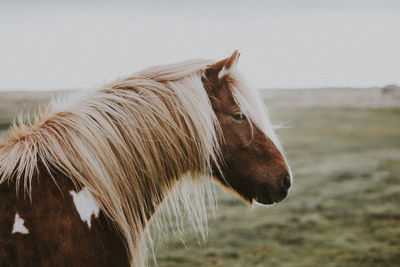 Close-up of a horse on field