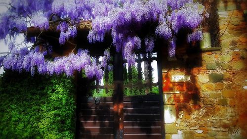 Purple flowers growing on tree trunk