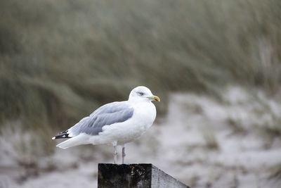 Silbermöwe, herring gull, larus argentus, sylt, germany 