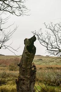 Dead tree on field against sky