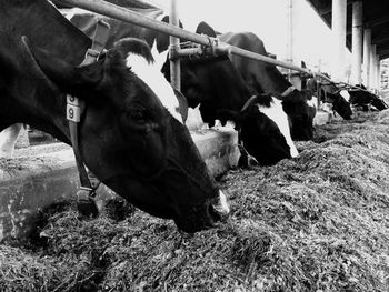 Close-up of cows in cowshed