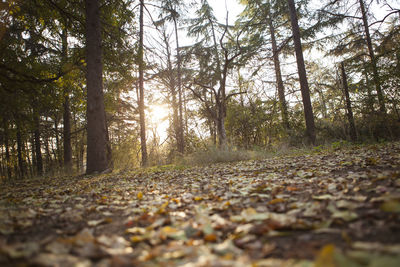Surface level of trees in forest during autumn