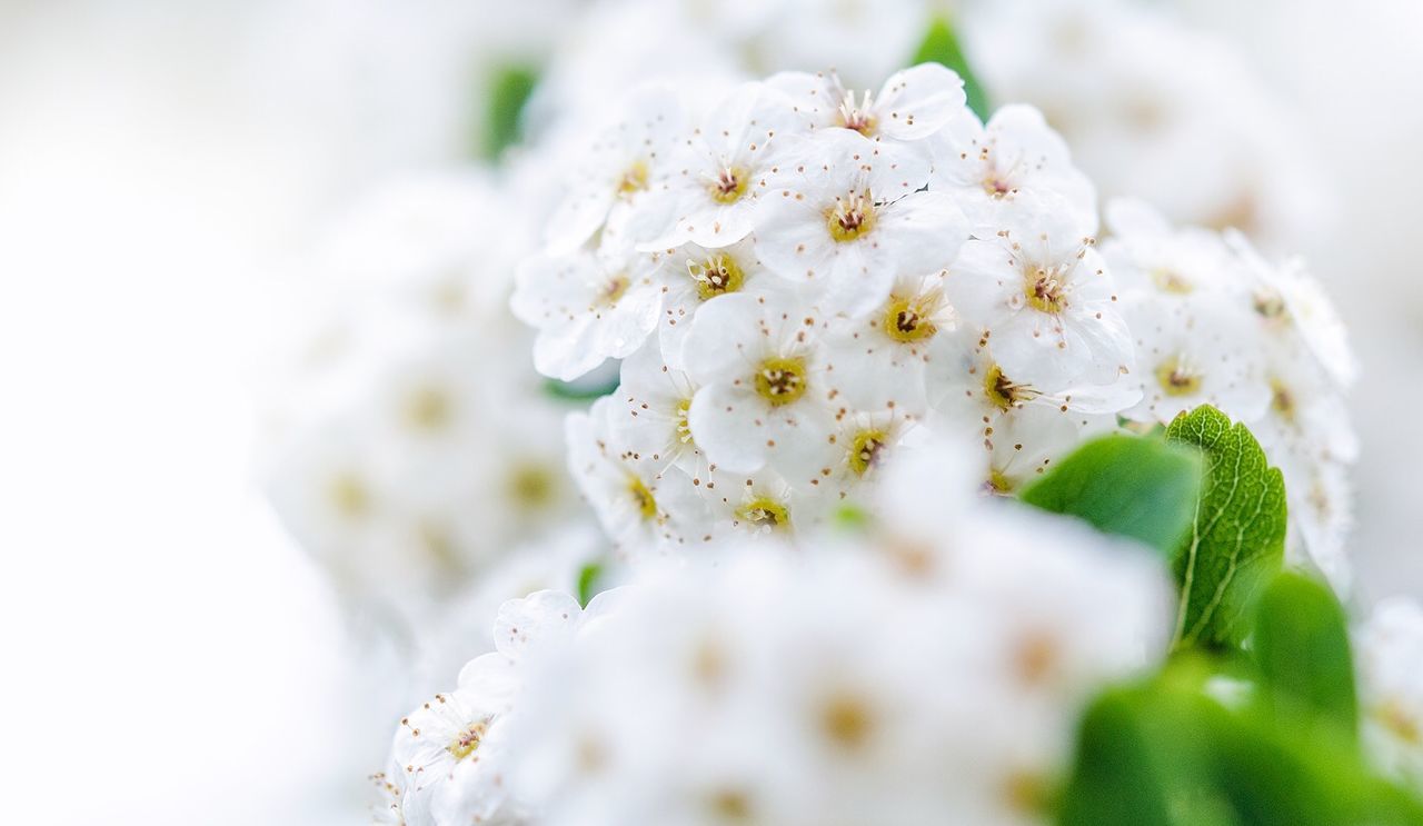 flower, white color, freshness, fragility, petal, close-up, growth, flower head, beauty in nature, focus on foreground, white, nature, selective focus, blooming, blossom, plant, pollen, stamen, in bloom, botany