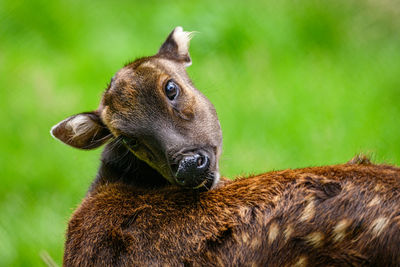 Close-up of an animal on land