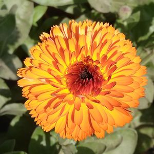 Close-up of yellow flower blooming outdoors